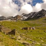 I pascoli all'Alpe Testanera